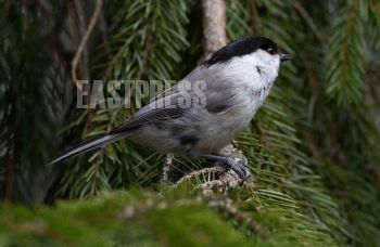 EA311261, Eastpress, Porvoo, Finland